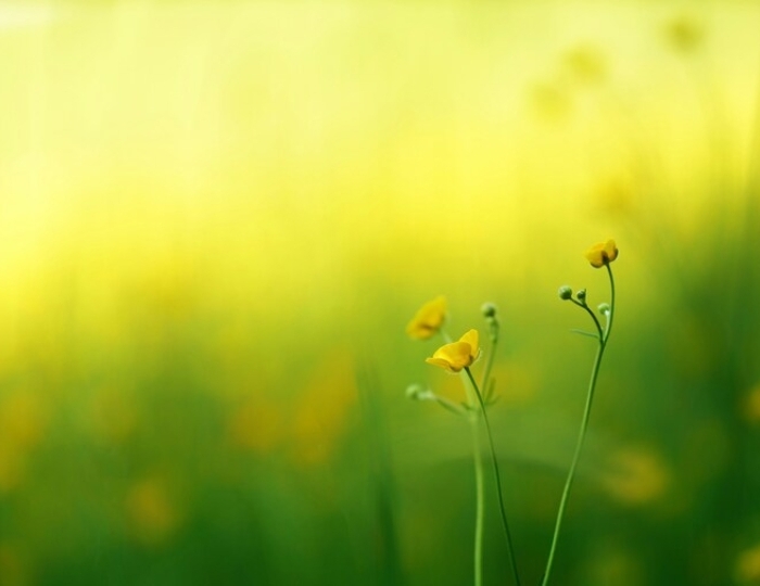 Лечение легких - Лечебные программы - Санаторий «Виктория» Ессентуки